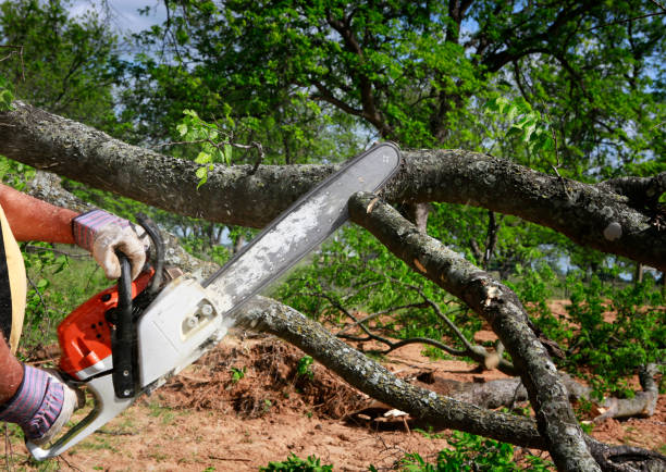 The Steps Involved in Our Tree Care Process in Brush Prairie, WA